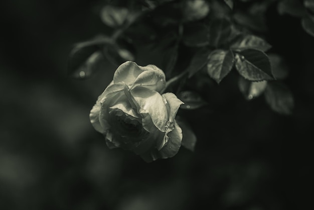 Spring rose a black and white photo