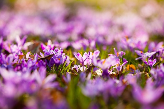 Spring saffron flowers close up in the park. Beautiful nature for inspiration, Planet Earth