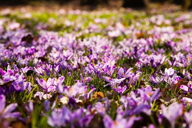 Spring saffron and grass carpet in the park. Beautiful nature flowers for inspiration. Tilf-shift version