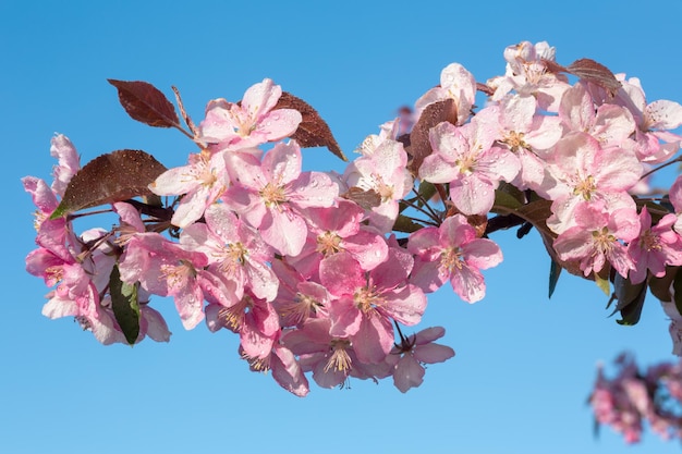 Spring sakura blossom flower twig