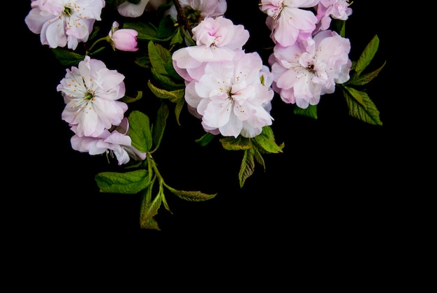 Spring sakura blossom