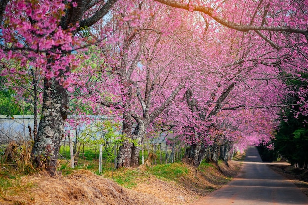 Spring Sakura flower or Cherry Blossom Path through a beautiful road Chiang mai Thailand