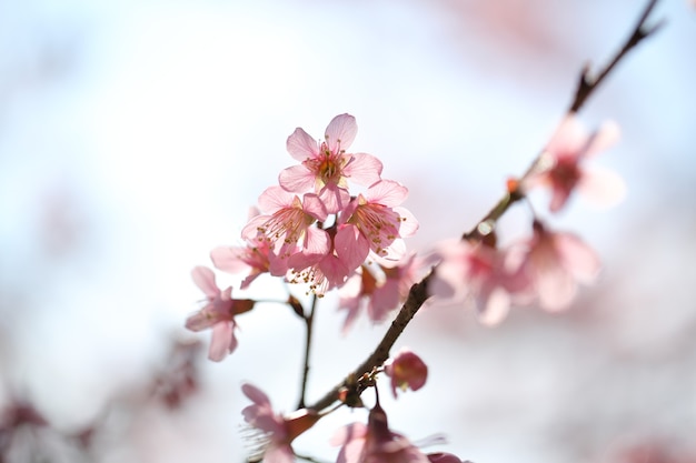 Spring sakura pink flower in close up