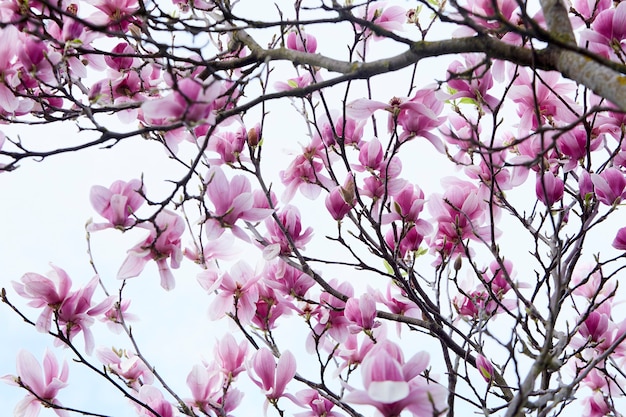 Spring scene. Magnolia tree with flowers