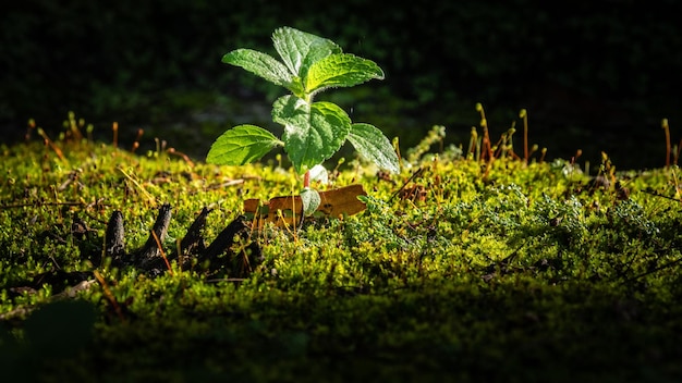 Spring scene with green grass and dew drops