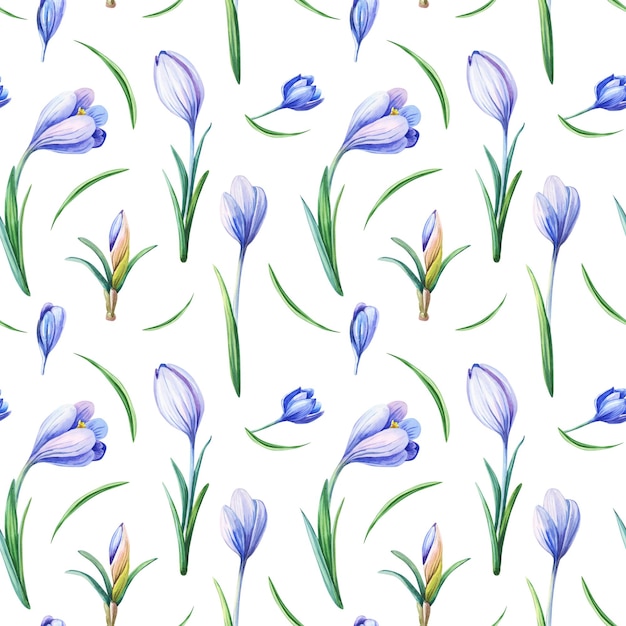 spring seamless pattern  blue crocuses Purple flowers of saffron on white background Watercolor