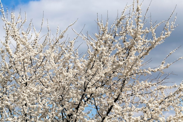 Spring season in the orchard with fruit trees