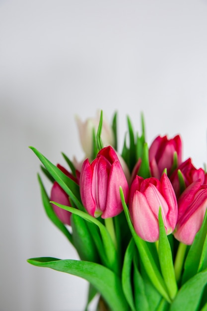 Spring seasonal flowers tulips on a plain background