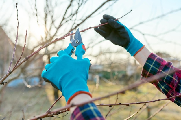 Spring seasonal gardening pruning fruit trees with pruning shears