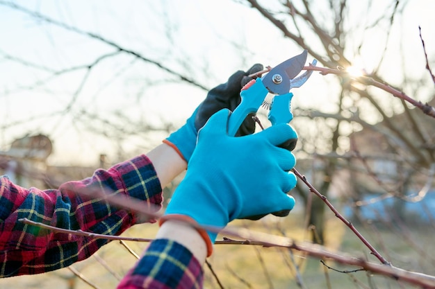 Spring seasonal gardening pruning fruit trees with pruning shears