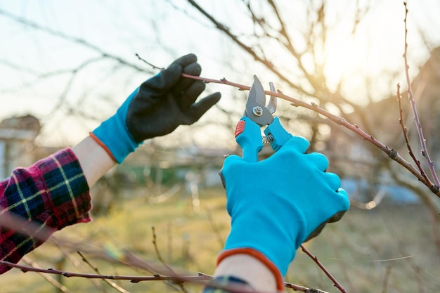 Spring seasonal gardening pruning fruit trees with pruning shears