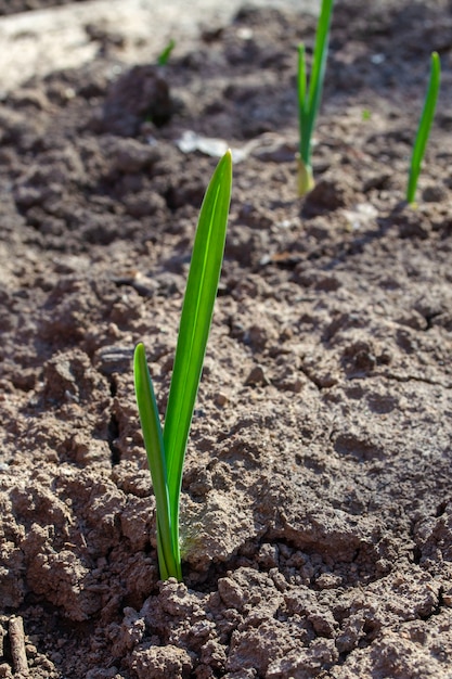 Spring shoots. Climbing winter crops. Garlic shoots