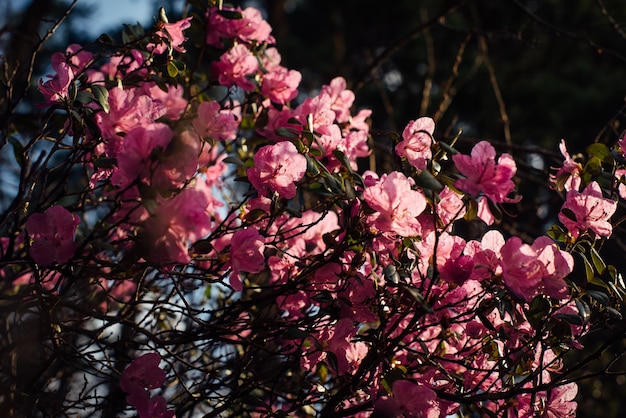 Spring shrub blooming with delicate pink flowers in sunlight Mountain wild rhododendron closeup selective focus Abstract floral dark blurred background