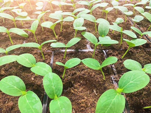 Spring small green plant sprout in a fertilized soil