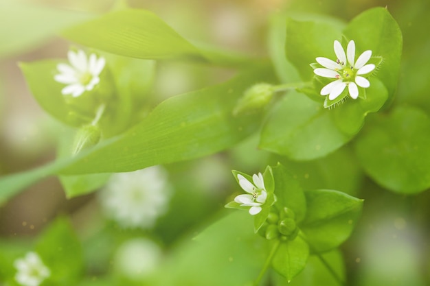 spring small white flowers macro