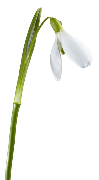 Spring snowdrop flower isolated on white