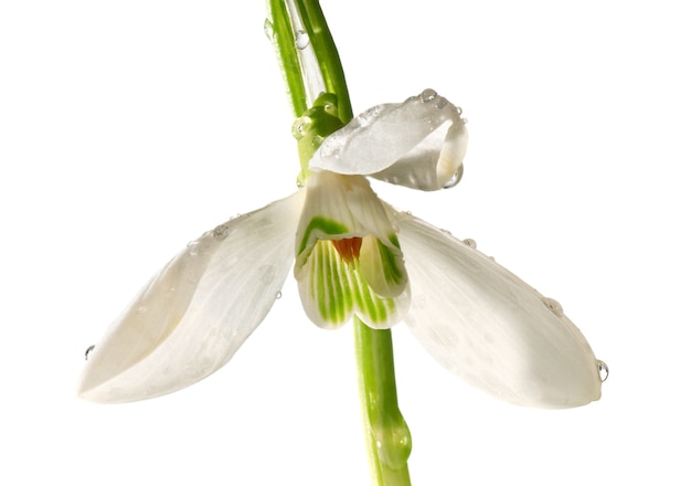 Spring snowdrop flower with dew drops isolated on white surface. Composite seven shots  photo with considerable depth of sharpness.