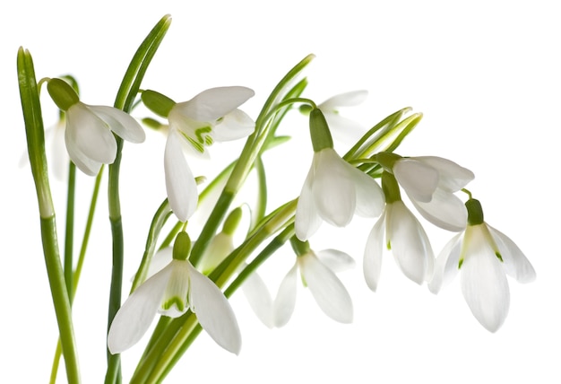 Spring snowdrop flowers bouquet isolated on white