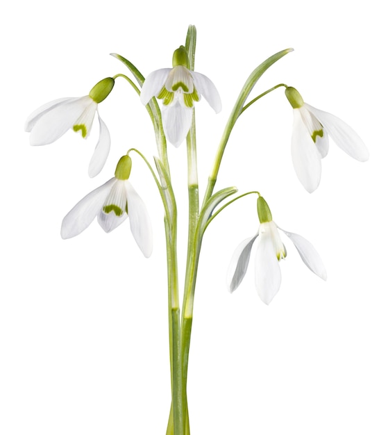 Spring snowdrop flowers bouquet isolated on white