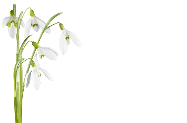 Spring snowdrop flowers corner set isolated on white