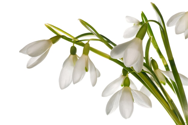 Spring snowdrop flowers nosegay part isolated on white background. Composite macro photo with considerable depth of sharpness.