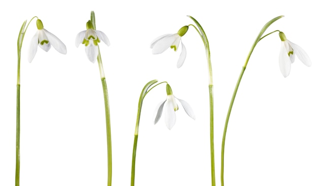 Spring snowdrop flowers set isolated on white