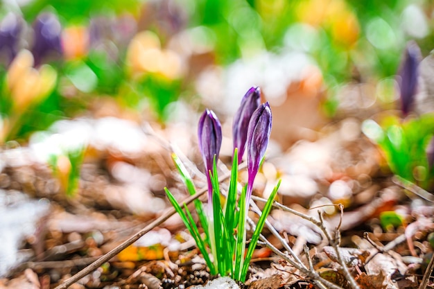 Photo spring snowdrops crocuses the first flowers after winter natural background of flowers