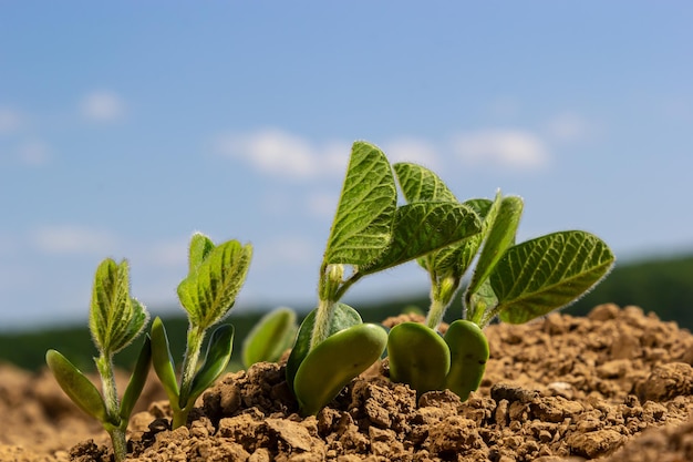 Spring soybean seedlings on a farm field