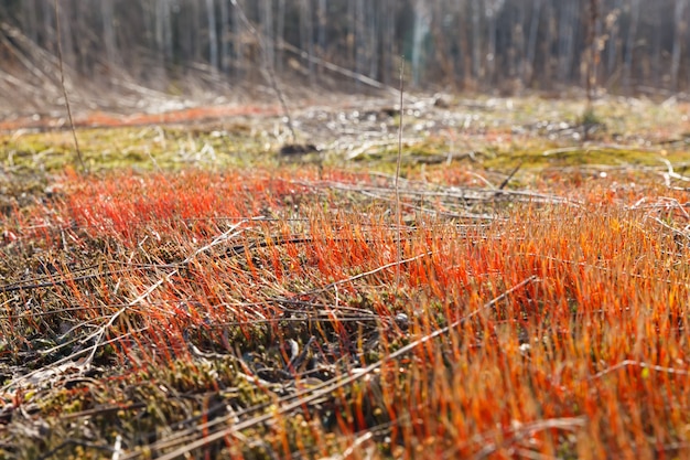 Spring sprouts red moss closeup