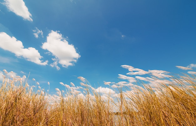 Spring or summer abstract nature background with grass and blue sky in the back