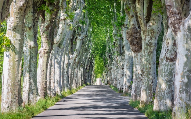 Spring summer alley of old trees somewhere in the countryside in south Provence