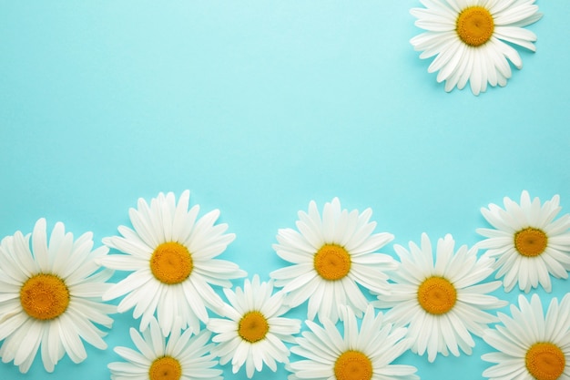 Spring and summer chamomile flowers on a blue background. Top view