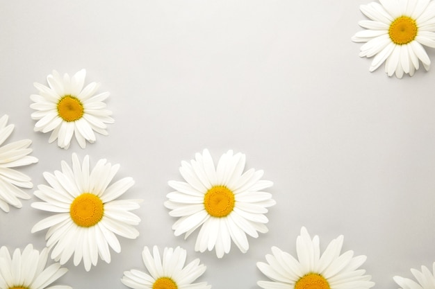 Spring and summer chamomile flowers on a gray background. Top view