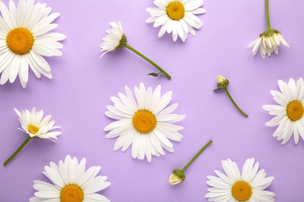 Spring and summer chamomile flowers on purple background. Top view