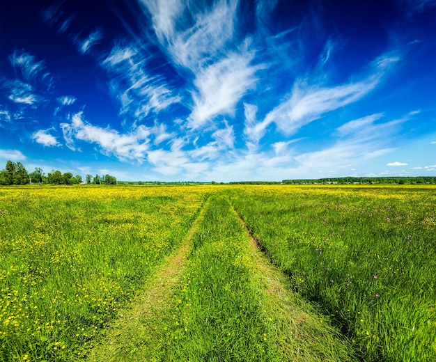 Spring summer rural road in green field landscape