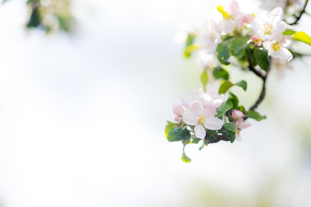 Spring time apple tree blossom background with sun Beautiful nature scene with blooming apple tree