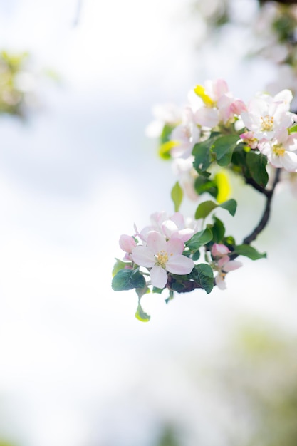 Spring time apple tree blossom background with sun Beautiful nature scene with blooming apple tree