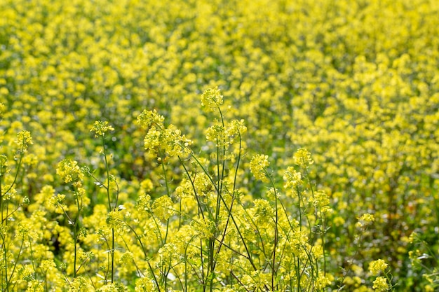 Photo spring time blooming yellow mustard flowers. izmir / turkey