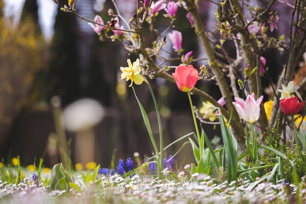 Spring time flower scenery Colorful spring flowers with tulips and narcissus