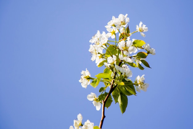 Spring time tree, white flowers on the branch, cherry tree blossoming time, nature background