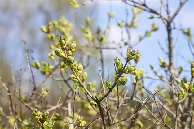 Spring tree branches with first green leaves and buds