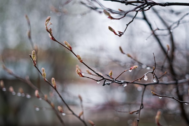 Spring tree branches with raindrops 2941