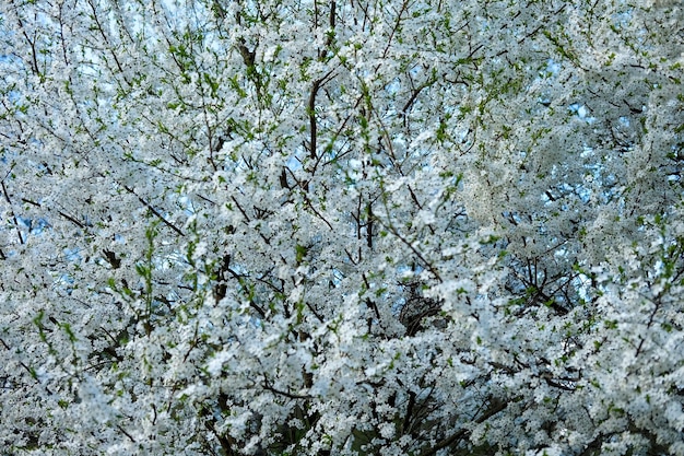 Spring tree covered with flowers