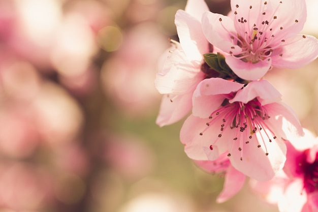 Spring tree with pink flowers