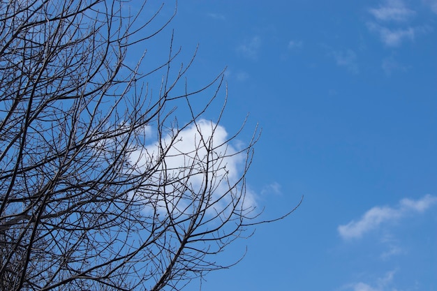 spring tree without leaves on a background of blue sky and fluffy white clouds