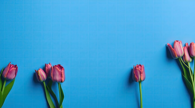 Spring tulip flowers on blue background top view