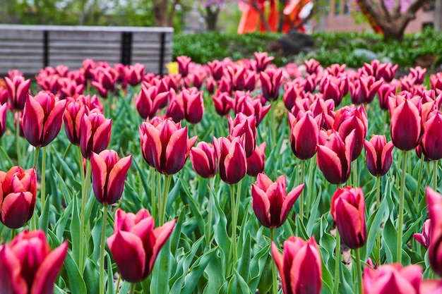 Spring tulip garden field of pinks and purples by bench