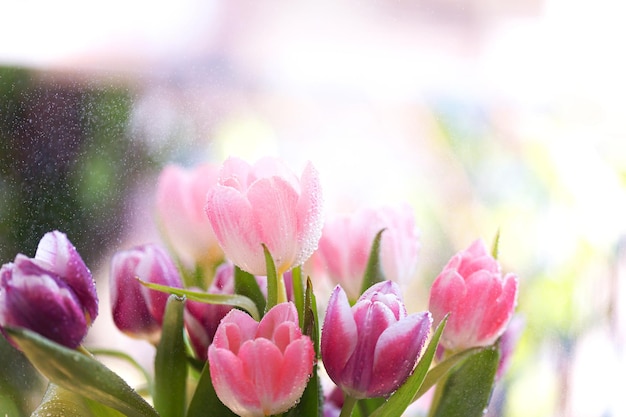 Spring tulips Bouquet of fresh flowers with water drops