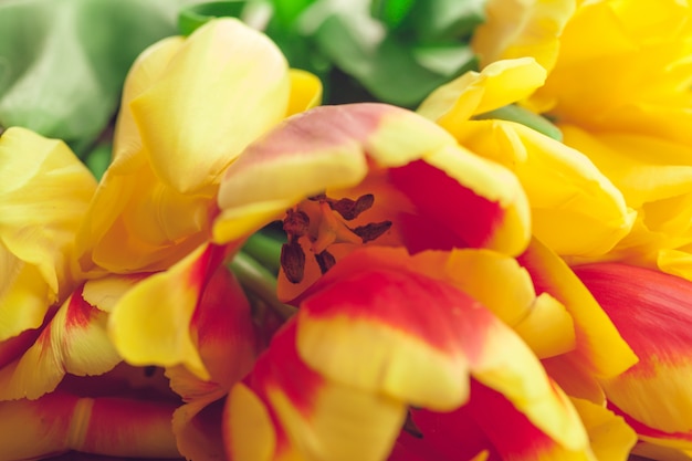 Spring tulips flower on wooden surface