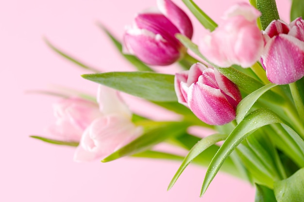 Spring tulips on pink background Greeting card for mothers day